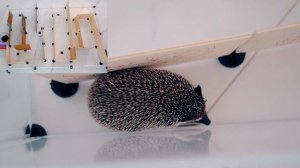 НАЙДЕТ ЛИ ЕЖИК ВЫХОД ИЗ ЛАБИРИНТА ? ЁЖИК VS ЛАБИРИНТ