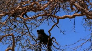 Док.фильм "Сын леопарда"