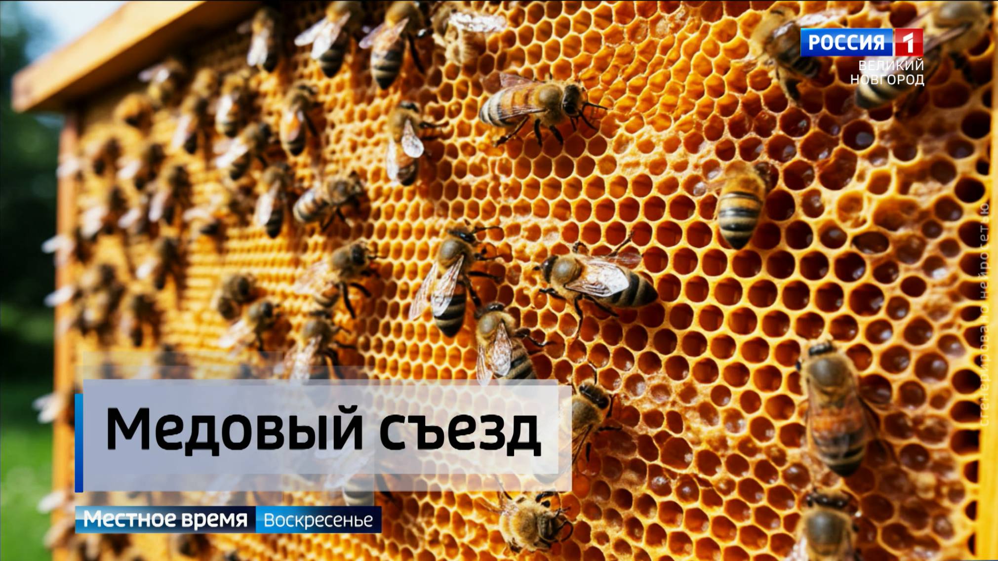 ГТРК СЛАВИЯ Съезд пчеловодов Новгородской области 05.10.25