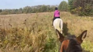 Конные прогулки