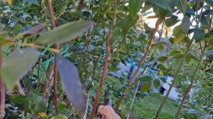 Обрезка 6- летнего куста голубики сорта Спартан.