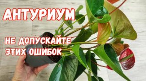 МАЛО КТО ЗНАЕТ ЧТО АНТУРИУМ ПЕРЕСАЖИВАЮТ ТОЛЬКО ТАК!