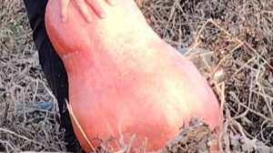 Вот это УРОЖАЙ❗😆🔥