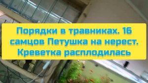 ПОРЯДКИ В ТРАВНИКАХ, 16 САМЦОВ ПЕТУШКА НА НЕРЕСТ, КРЕВЕТКА РАСПЛОДИЛАСЬ