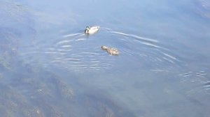 р. Ухтохма, Уткина история