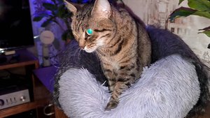 Кошка мнёт свою кроватку