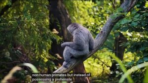 How Animals Climb Trees