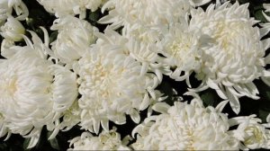 НЕЖНЫЙ ПЛЕН