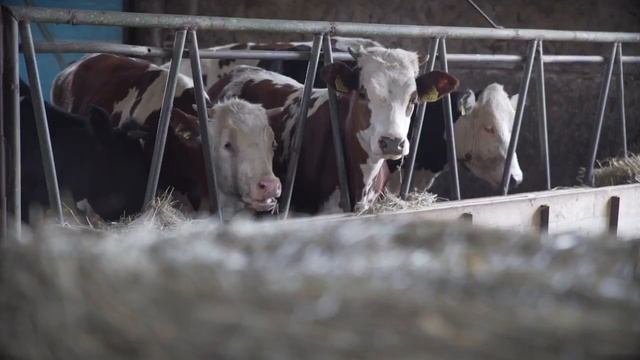 Опыт применения ЭМ для силосования в Польше