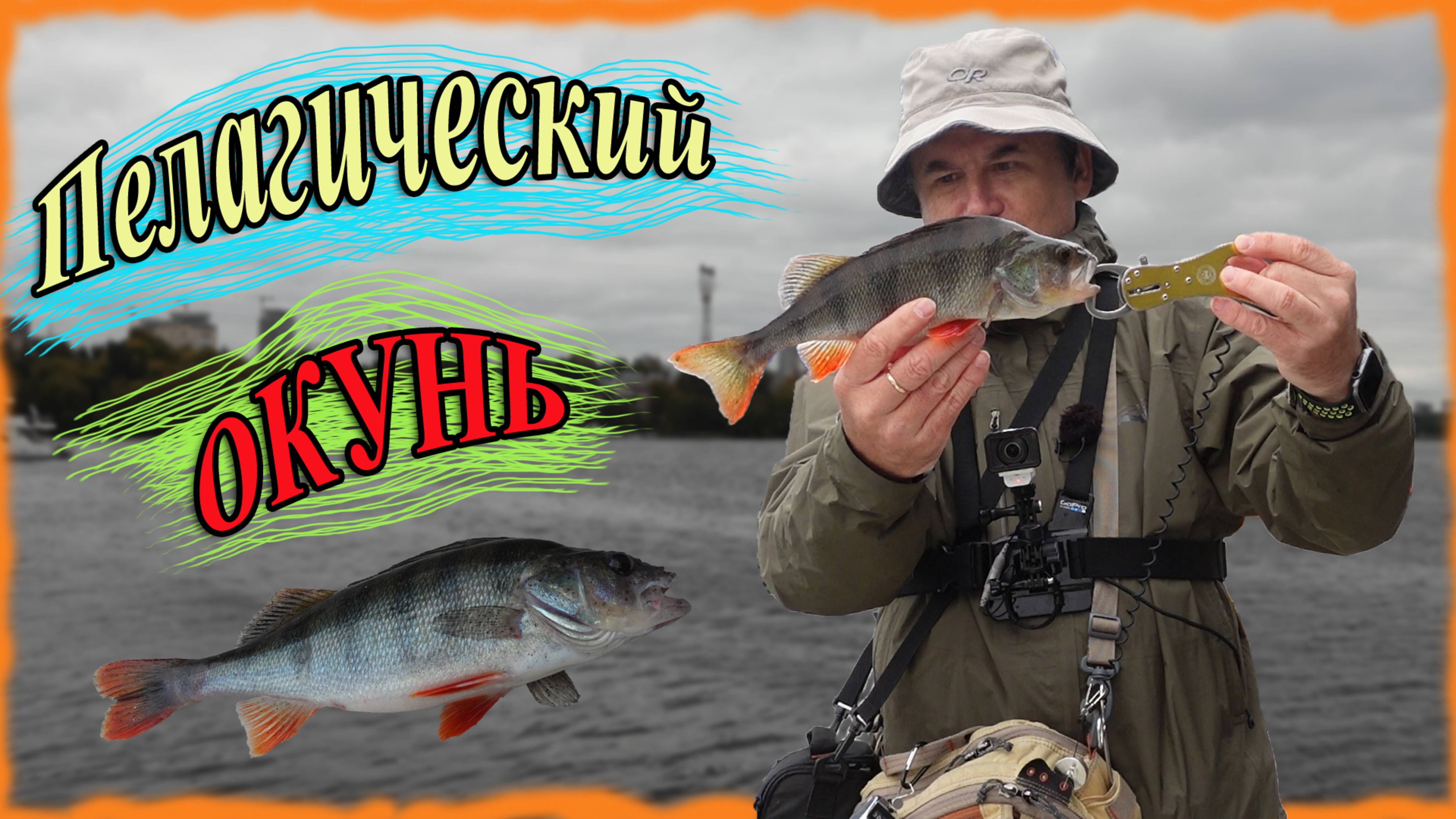 Пелагический окунь. Попал на жор окуня!