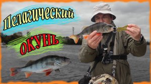 Пелагический окунь. Попал на жор окуня!