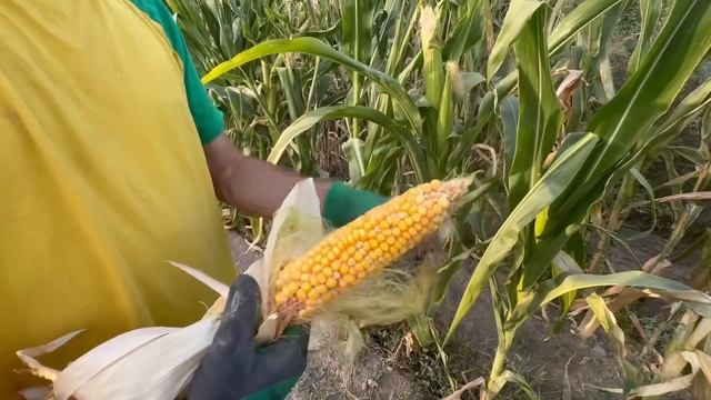 Уборка сухих остатков в огороде осенью смотреть онлайн