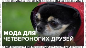 Нужна ли собакам одежда для прогулок в холодную погоду? — Москва 24