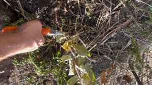 Первая зимовка винограда. Осенние работы по подготовке саженцев винограда к зиме