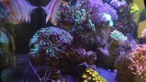 Морской риф 120л, LPS. Клиентский аквариум.