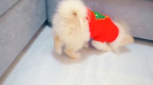 ЭЛИС ПЕРВЫЙ РАЗ В ЖИЗНИ УВИДЕЛА ЁЛКУ! РЕАКЦИЯ БАТТЕРС И ЭЛИС НА НОВОГОДНЮЮ ЁЛКУ!