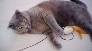 КАЖДАЯ КОШКА ТАКАЯ ВРЕДНАЯ