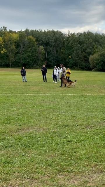 2 Отл. Harlamoff Lichtenstein-Ost +++ №24. ХАБАРОВСК 20 сентября`25 Моно немецких овчарок