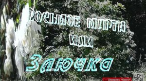 Восьмое марта или Злючка