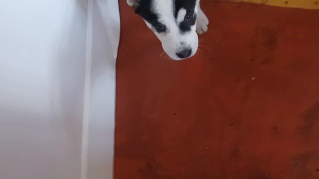 вюга бегает