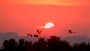 «Журавлиный привет» - Песня на стихи Лидии Тагановой