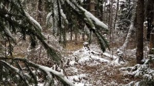 Лес! Первый снег.