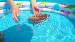 ЕЖИК ПЛАВАЕТ в НОВОМ БАССЕЙНЕ на ПЛАВАТЕЛЬНОМ КРУГЕ и ГУЛЯЕТ по ОГОРОДУ