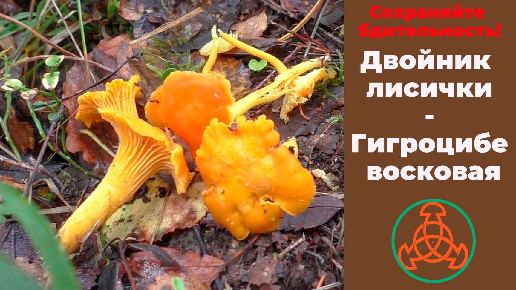Сохраняйте бдительность! Двойник лисички - Гигроцибе восковая - Hygrocybe Ceracea.