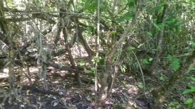 Альшанский сад