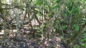 Альшанский сад