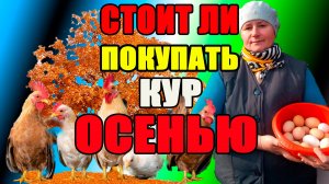 Стоит ли ПОКУПАТЬ кур ОСЕНЬЮ?.