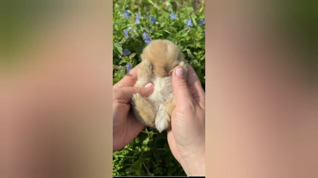 Я есть То √59, нисаргадатта Махараджа смотреть онлайн