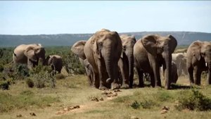 Habitats