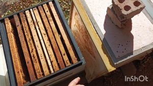 Состояние изолированных семей, и свободного перемещения.