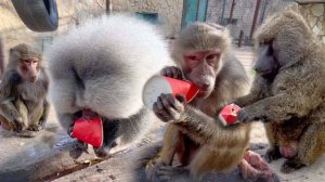 ПРИДЕТСЯ Елисею весь вольер ВЫЛИЗЫВАТЬ! Люся РАЗМАЗАЛА пюрешку ВЕЗДЕ! Стаканчик ПАВИАНАМ не осилить!