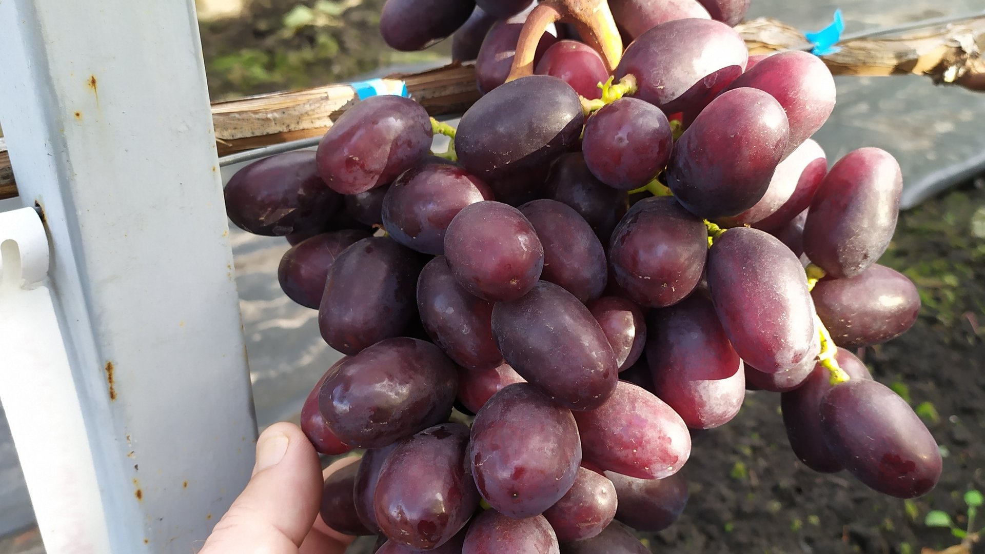 Последний ВИНОГРАД в октябре 2025г !  Часть 1 смотреть онлайн