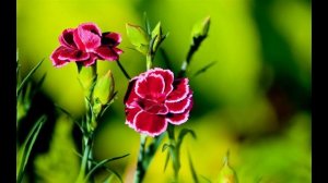 Последний экземпляр слезинки (Suno AI)