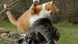 ПРИКОЛЫ С КОТАМИ. С ОЗВУЧКОЙ. СМЕШНЫЕ ЖИВОТНЫЕ . СМЕШНЫЕ КОШКИ И СОБАКИ.