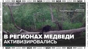 Медведи активизировались в российских регионах - Москва 24