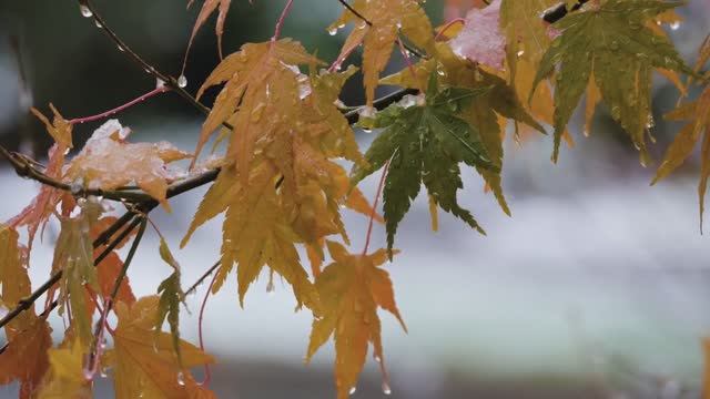 П.И. Чайковский. «Времена года»  Октябрь - Tchaikovsky. October смотреть онлайн