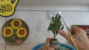 Бонсай Маме в горшочке