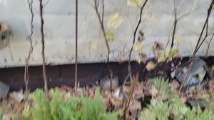 Собрали виноград, делаем домашнее вино, октябрь 2025