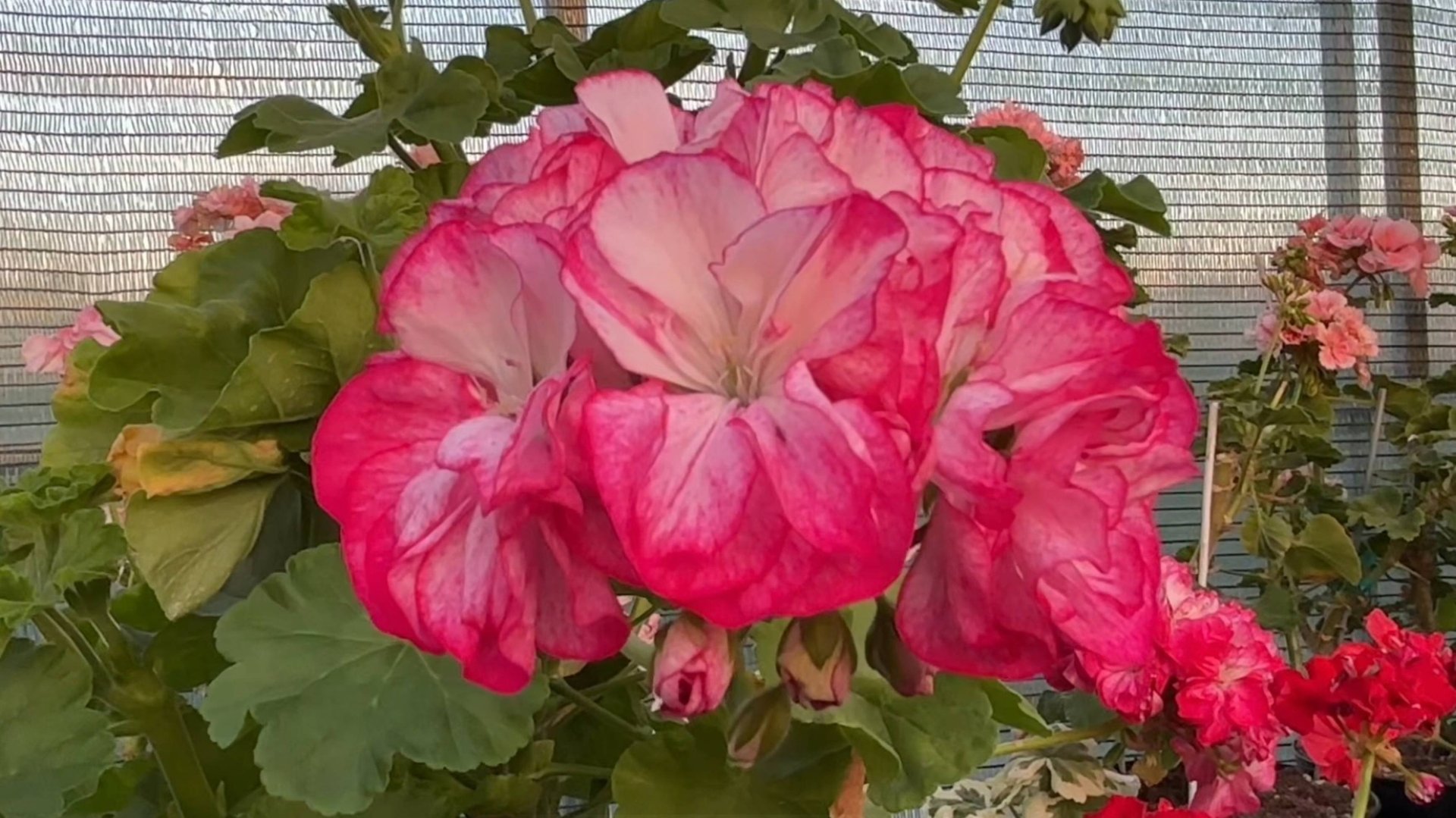 Итоги сезона 2025. Кого исключить из коллекции и мои ошибки в выращивании пеларгоний.