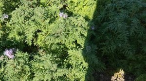 Работает пчела на фацелии