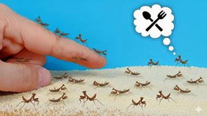 Родилось 100 маленьких богомолов! Чем их кормить?