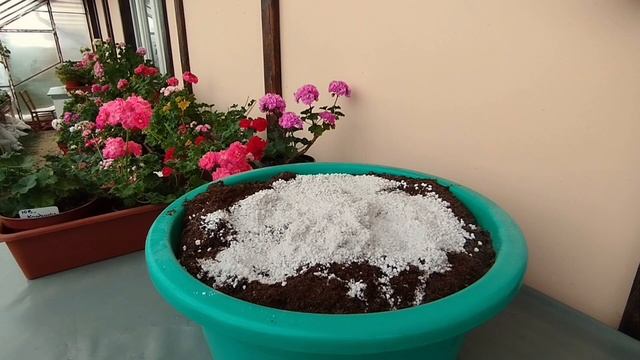 v17*Готовлю лёгкий грунт для черенкования пеларгоний.