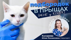 Акне кошек: рассказывает дерматолог Юлия Кухарева