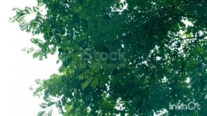 Пахнет  в поле гречихой  не сжатою.вариант 2025