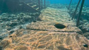 Обитатели красного моря - Дайвинг в Шарм-Эш-Шейх 2024. Deep dive in red sea