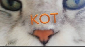 Кот.